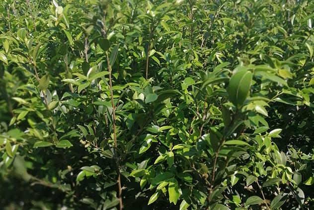 株洲望德苗木有限公司油茶苗展示