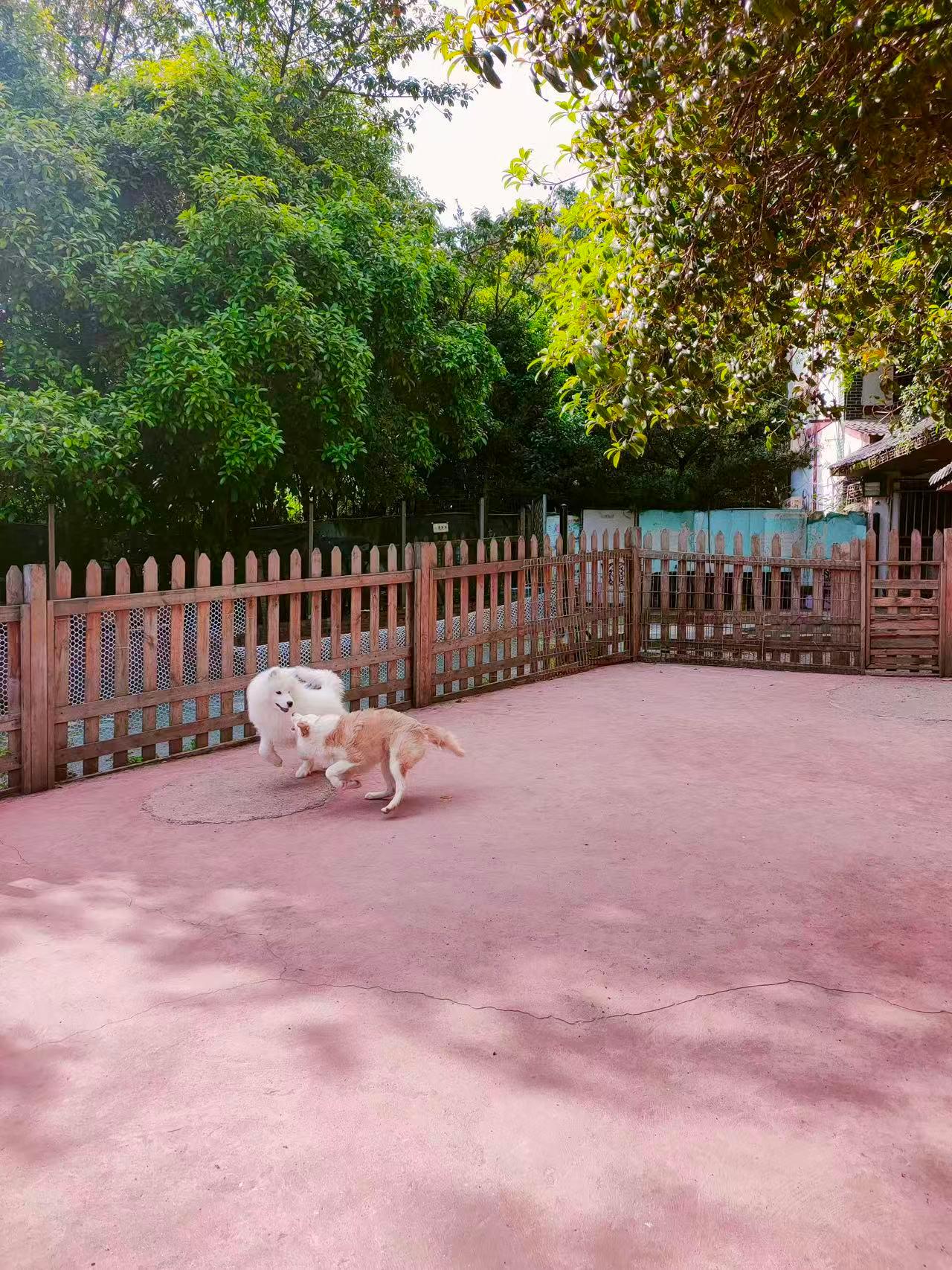 重庆汪托邦训犬基地场景