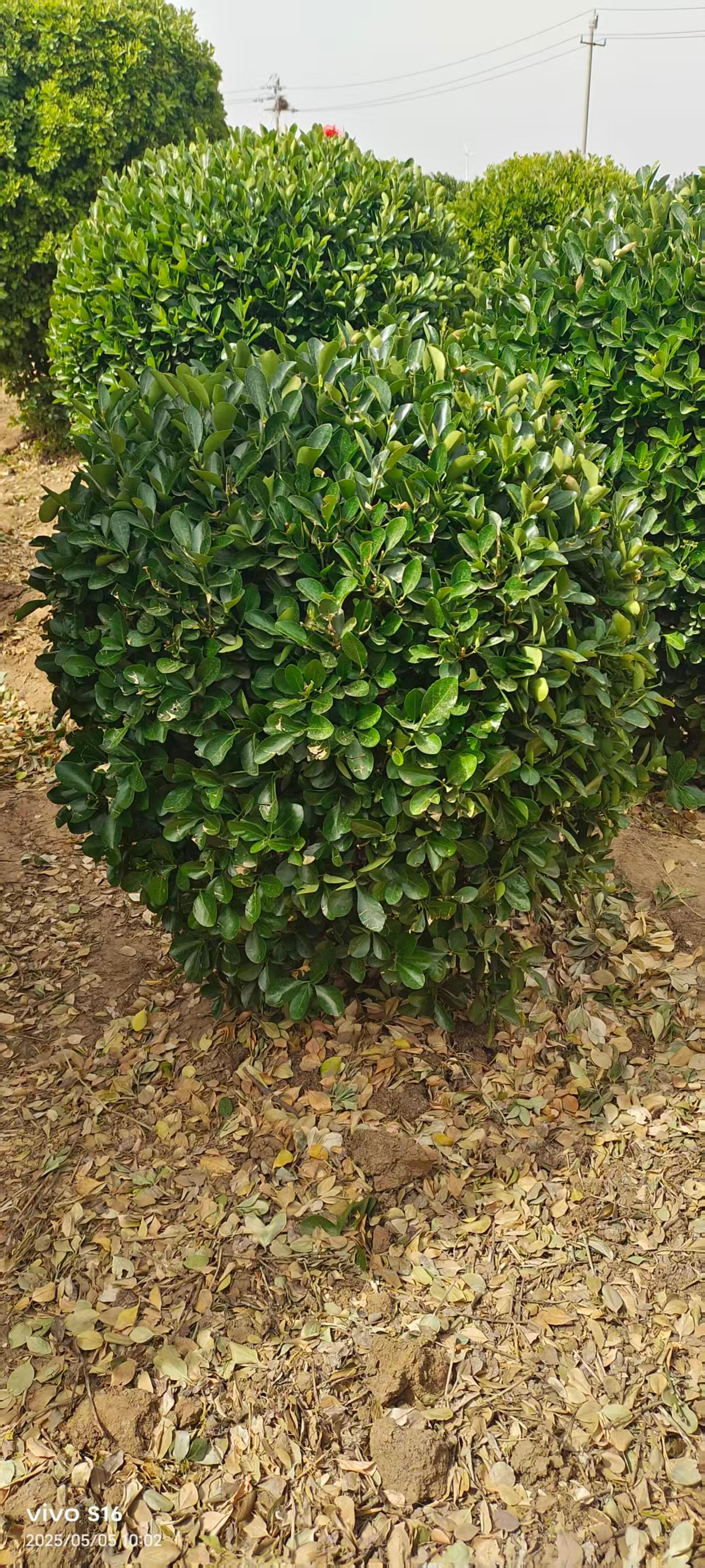 洛阳大叶黄杨球