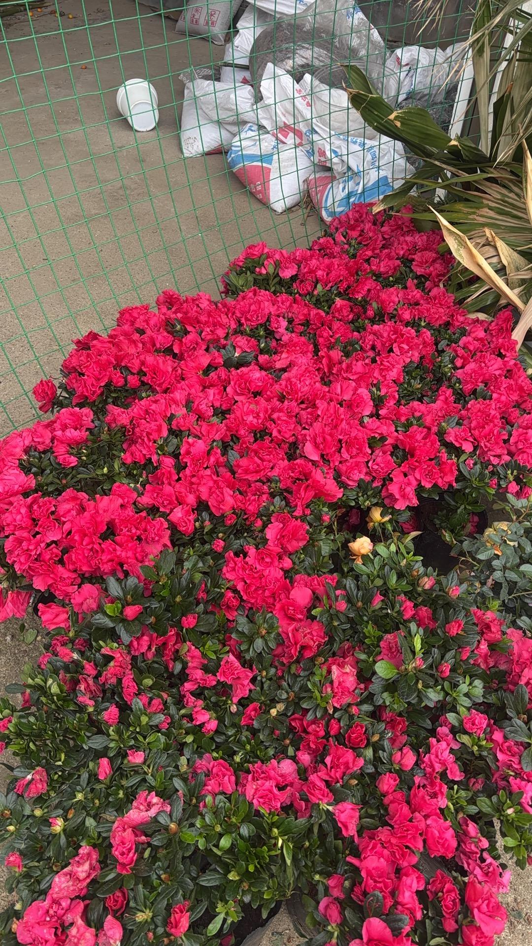 花卉绿植基地
