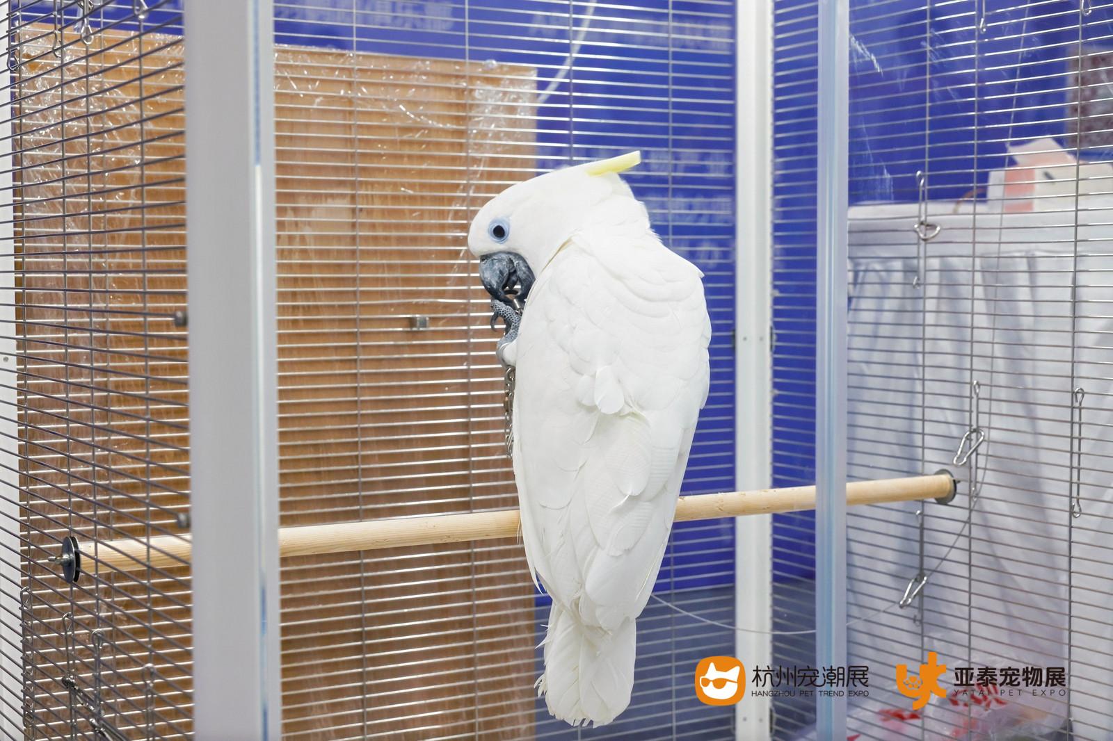它能量宠爱团