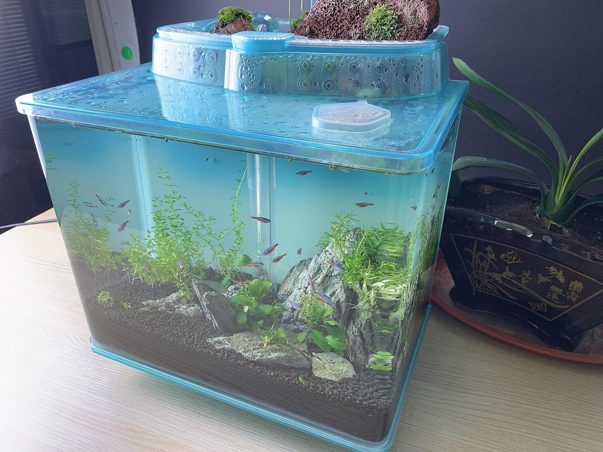生态鱼缸场景图