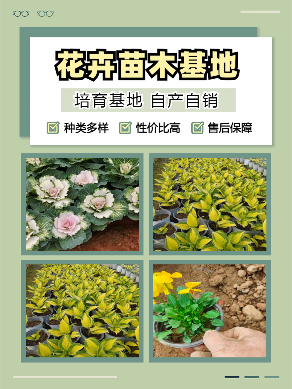 合作社花卉实拍
