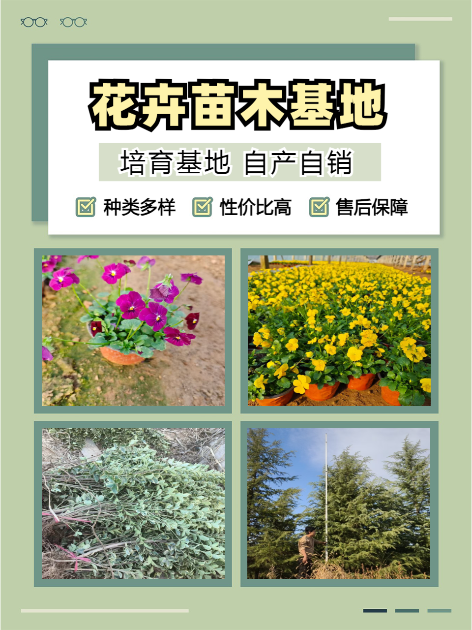 青州志民花卉苗木合作社产品示例1