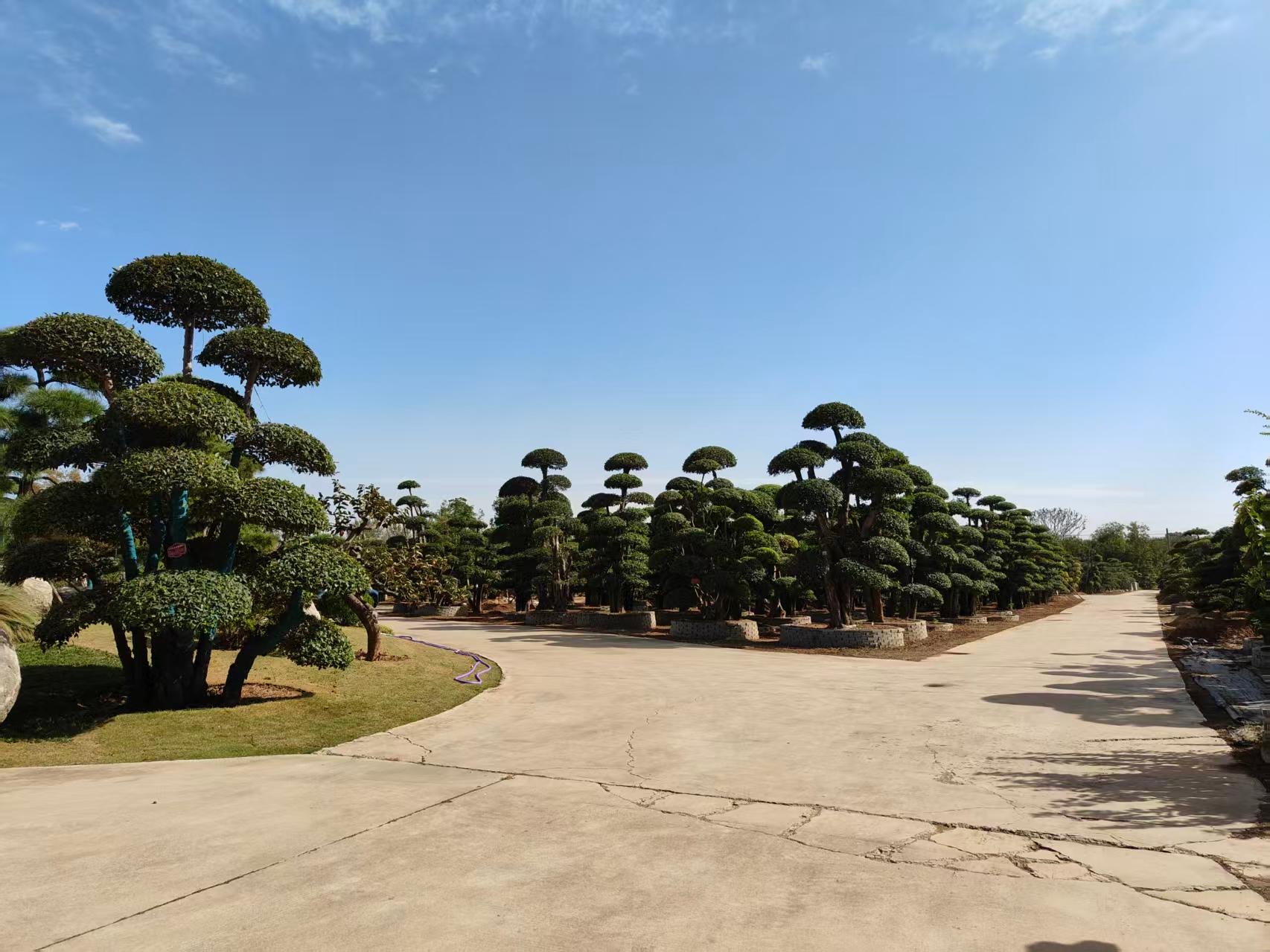 鄢陵县金地园艺场苗木展示