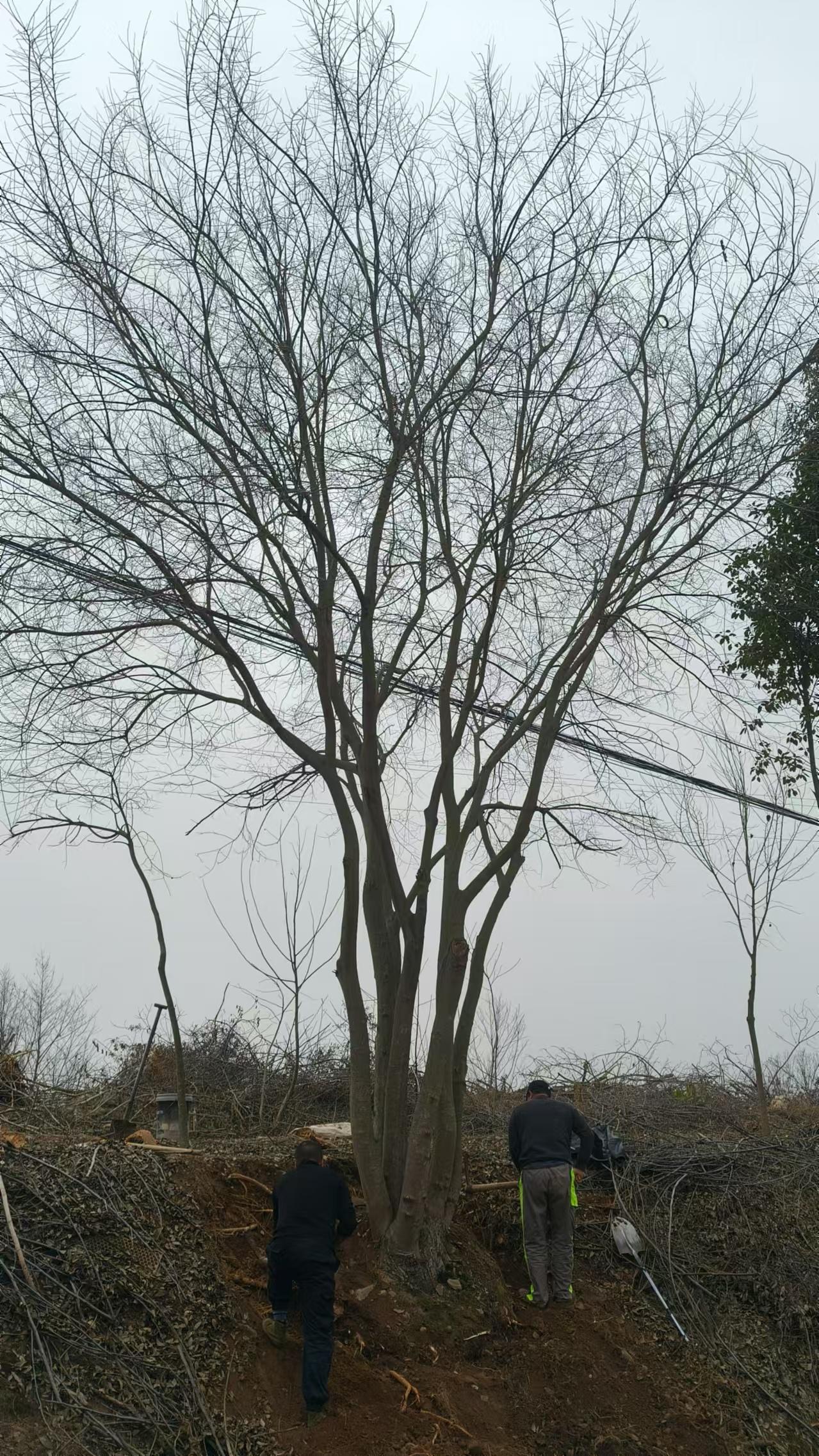 丛生朴树展示
