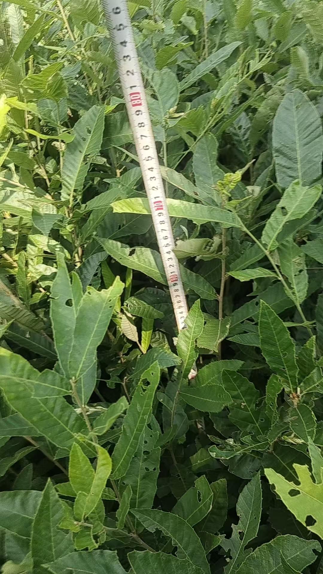 湿地松苗木基地实拍