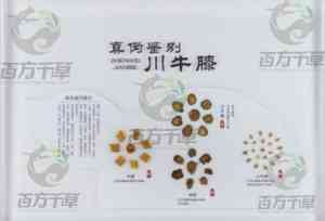 2026年动物标本定制厂家:百方千草专注线虫/昆虫/天津猫骨骼标本