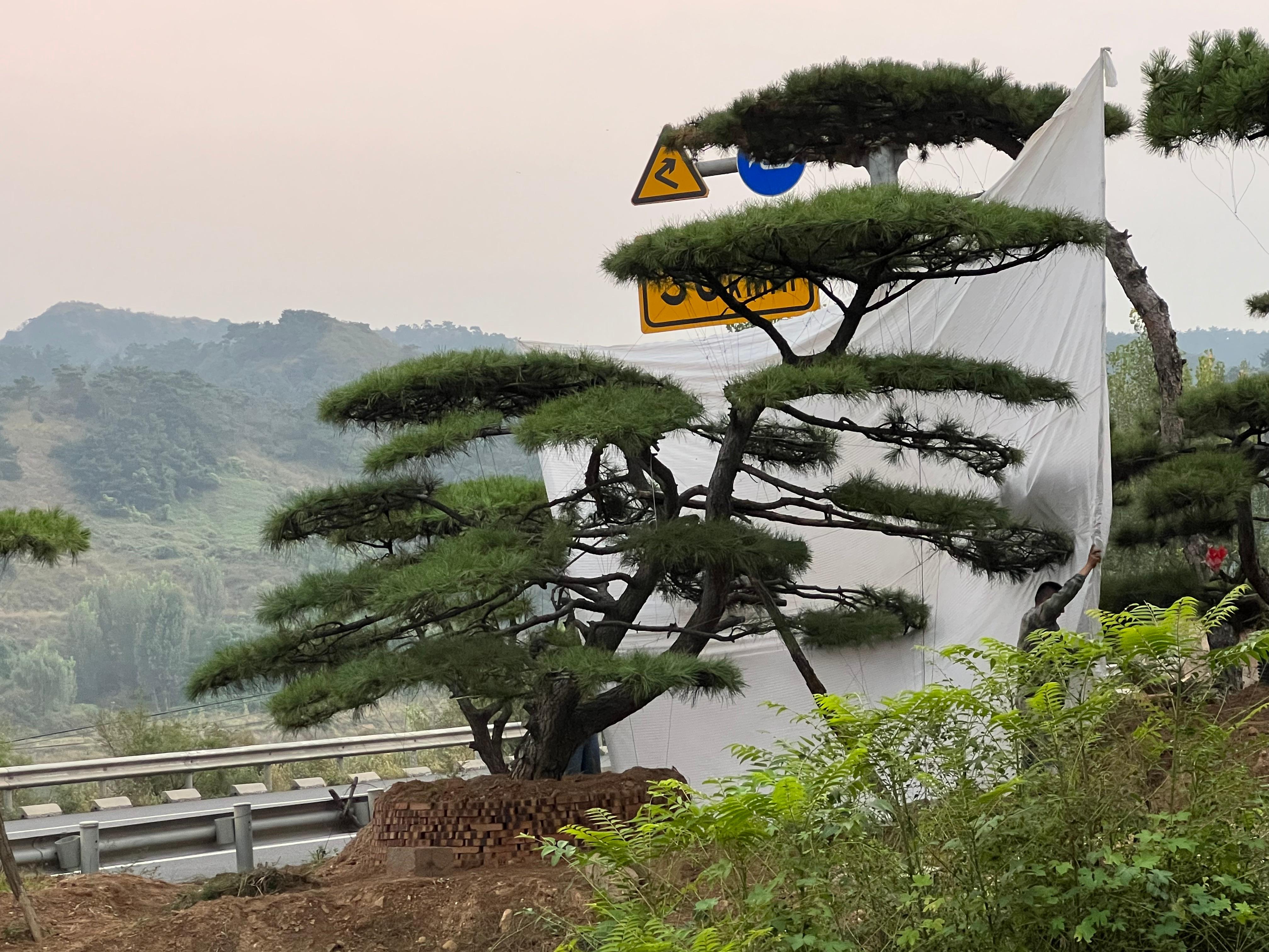 山东军辉园林绿化基地