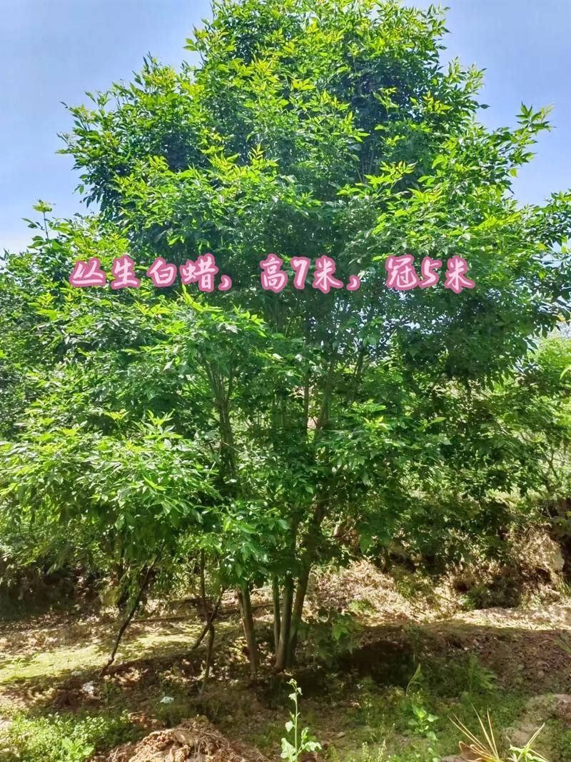 丛生白蜡示例1