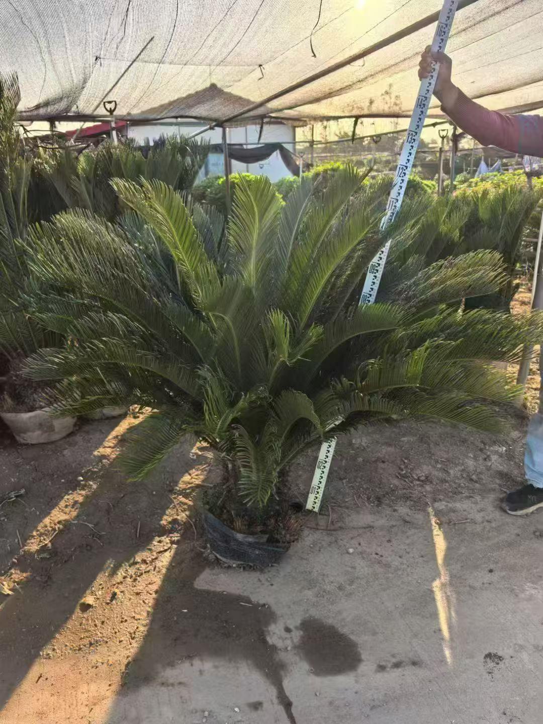 苗木出货现场