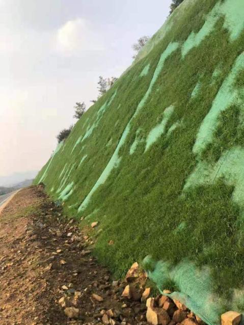 边坡绿化效果