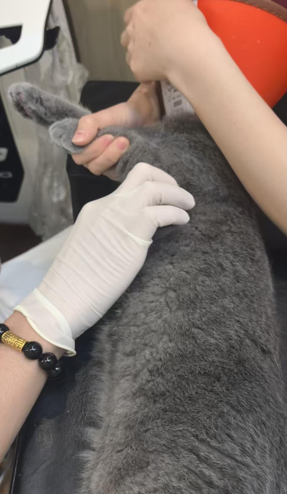 西安安仁爱宠动物医院