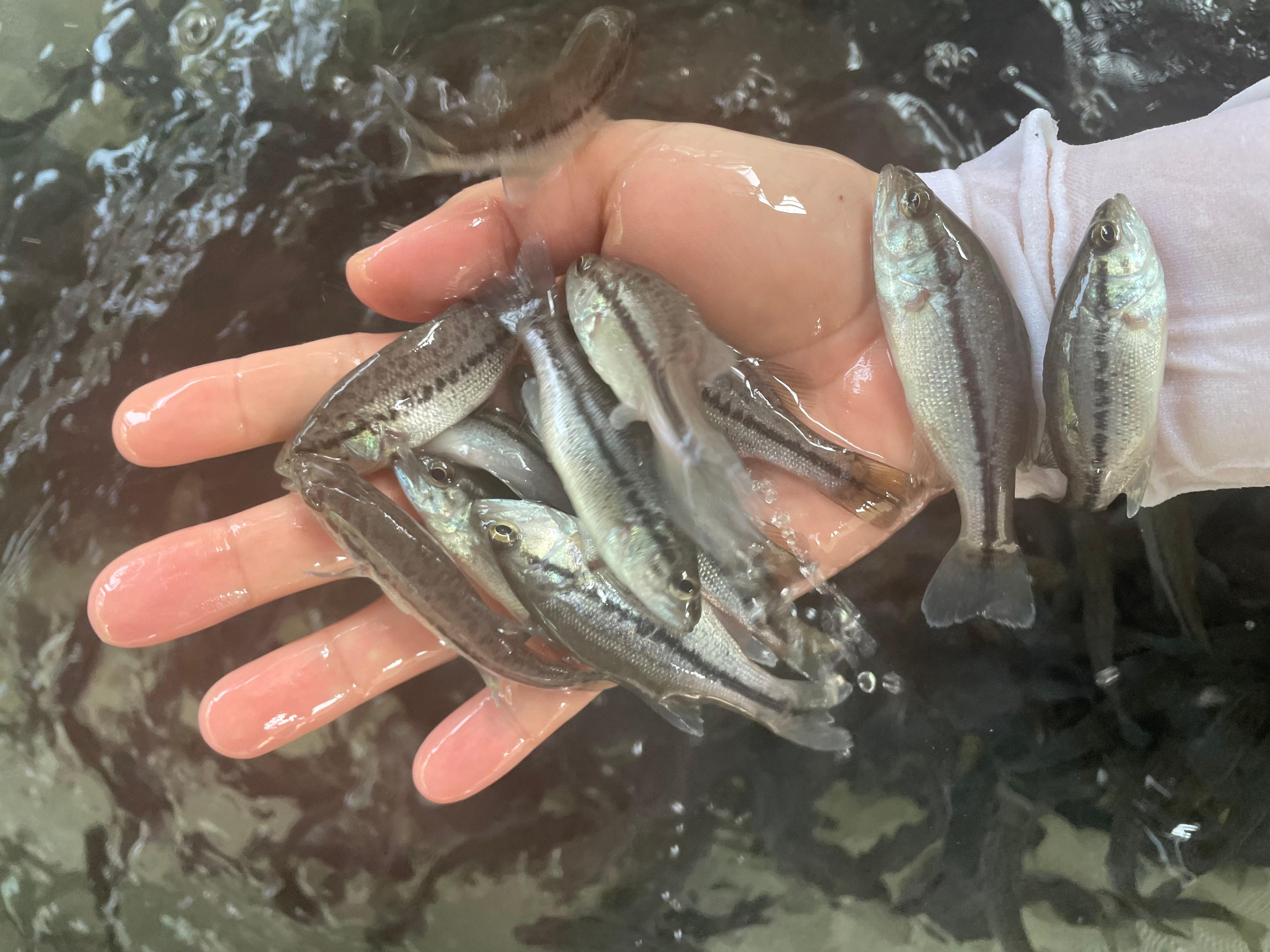清远港兴水产鱼苗打包