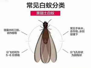 广州白蚁防治企业推荐：祈福新村灭白蚁与新建房预防服务