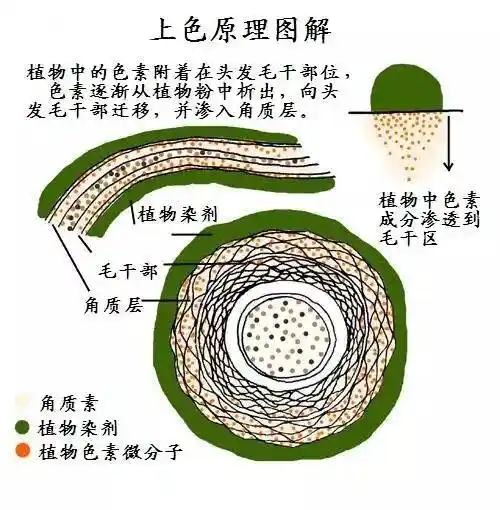 秀丝顿植物养发馆
