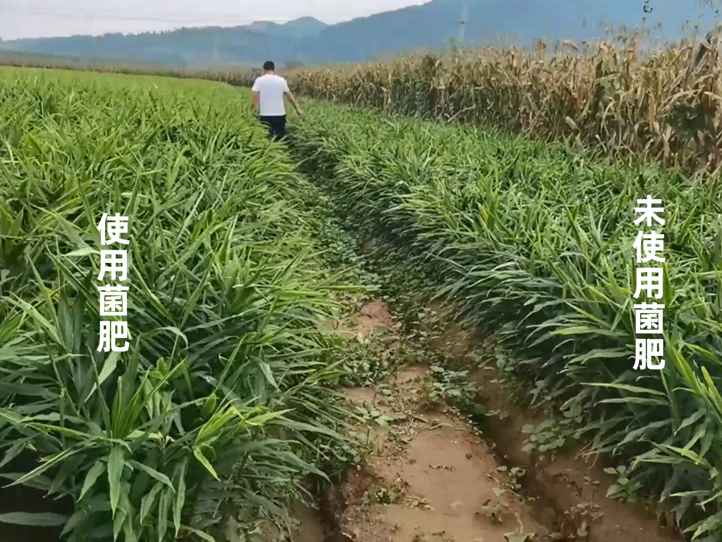 微生物菌剂检测报告
