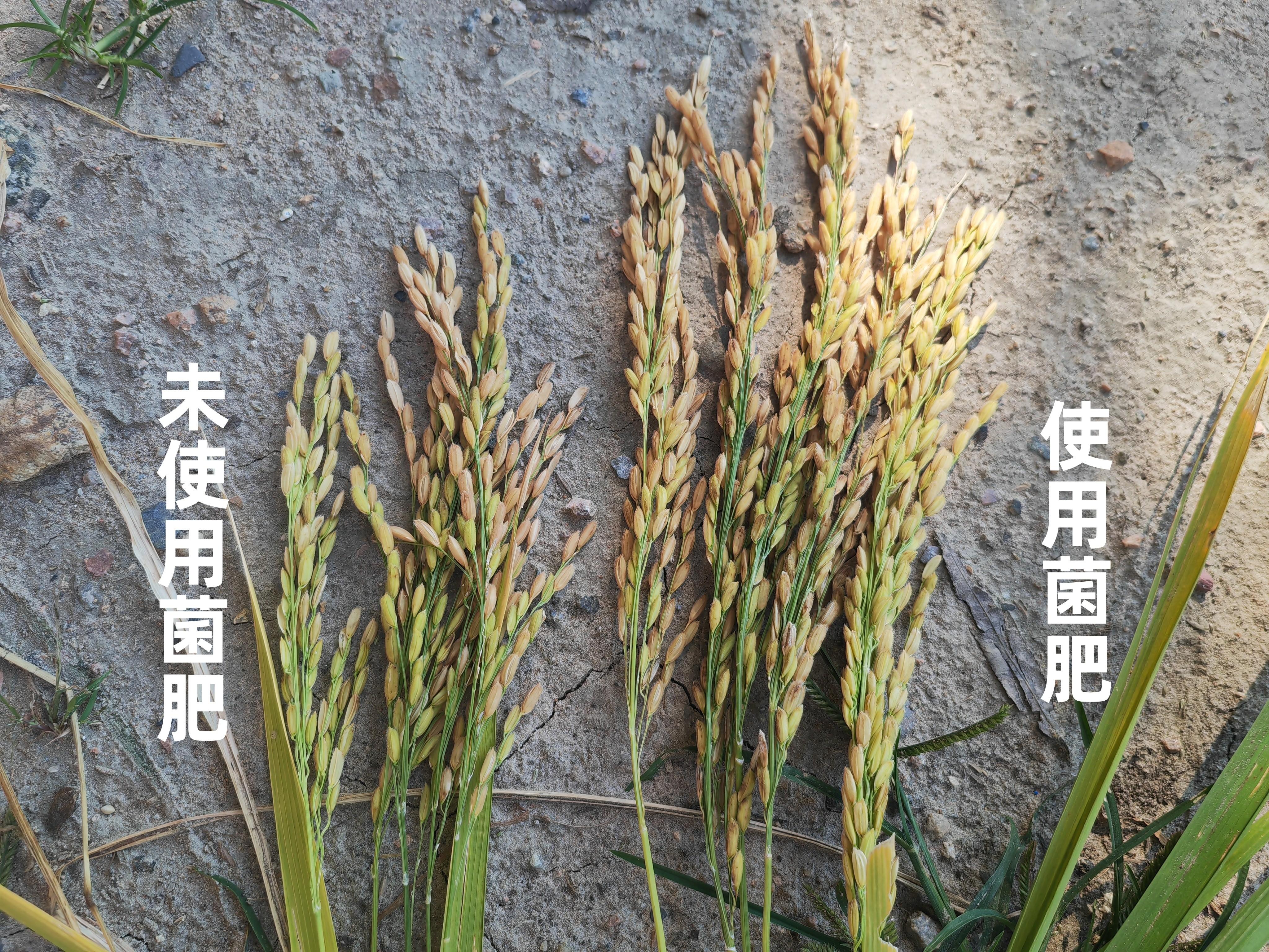 信和生物产品图1