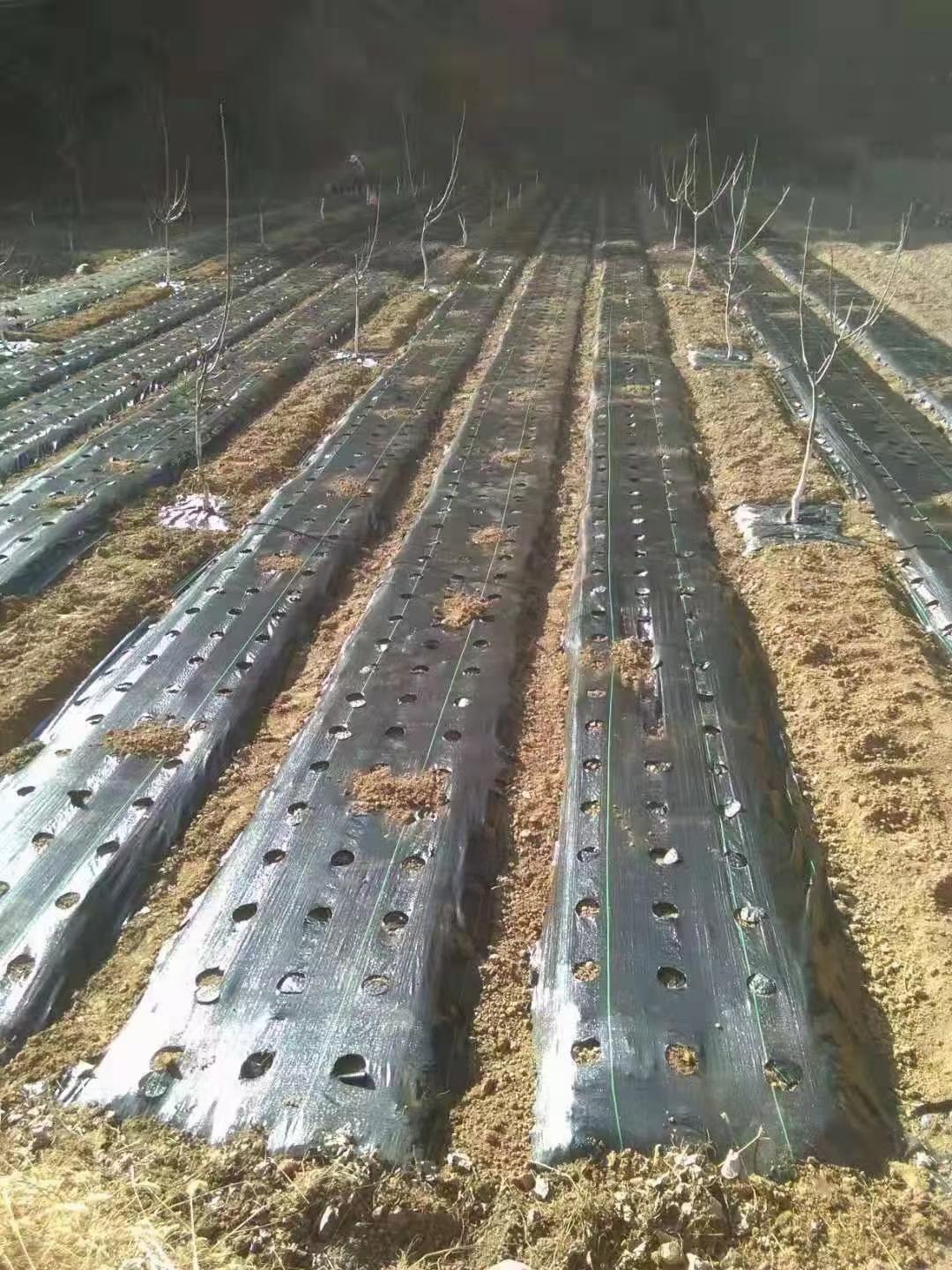 防草布实拍