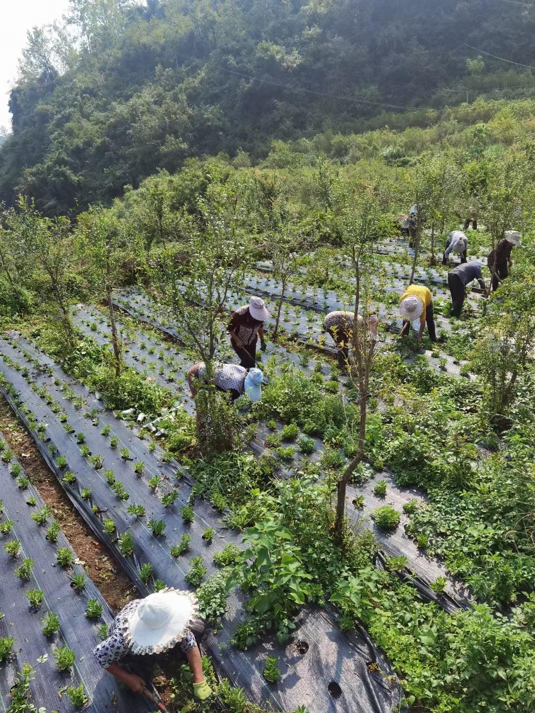 生态防草布