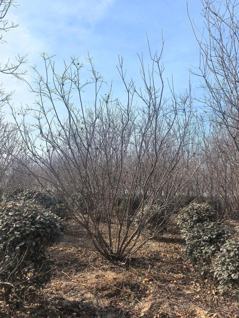 丛生黄栌苗木展示
