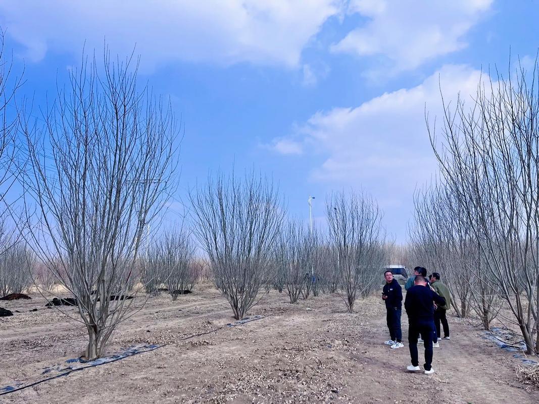 保定峻熙苗木基地实景