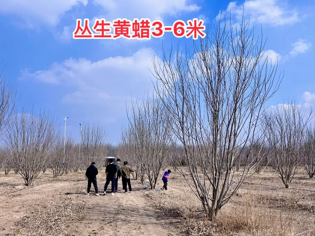 保定峻熙苗木成品展示