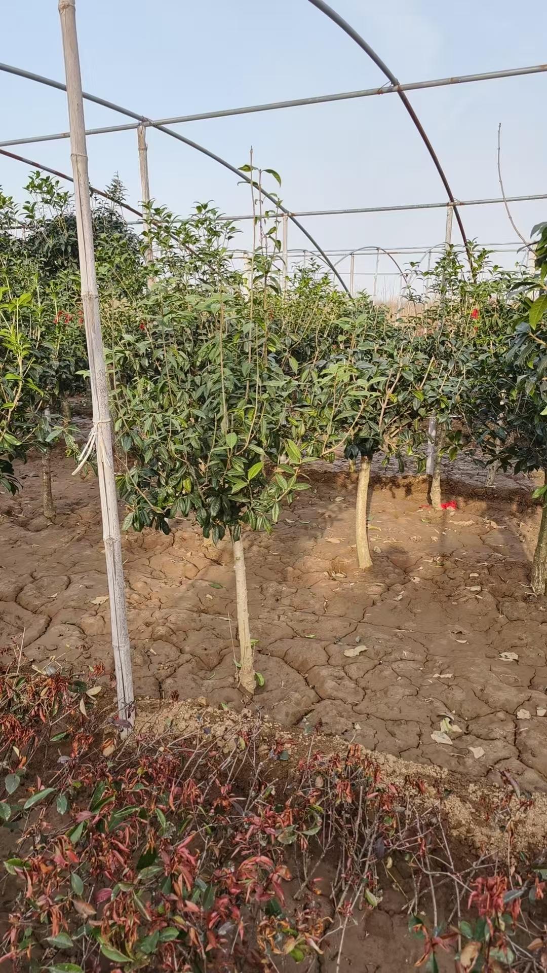 四季桂花苗木基地