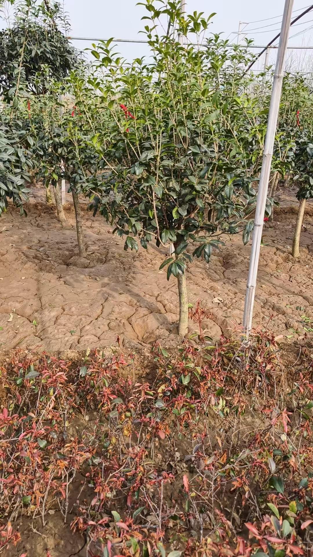 天津老月桂生产基地