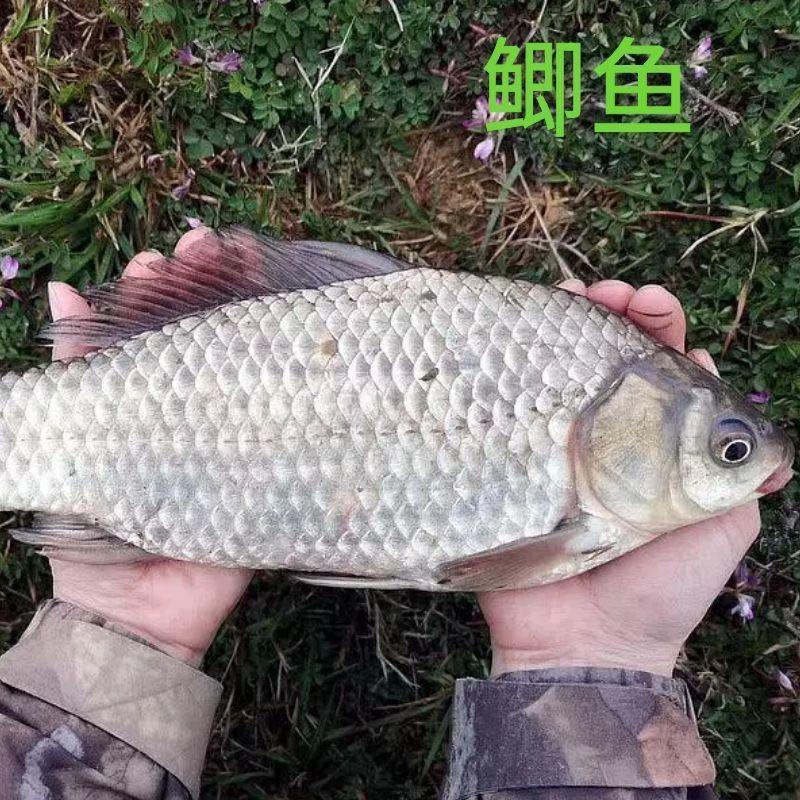 港兴水产养殖场鱼苗繁育基地