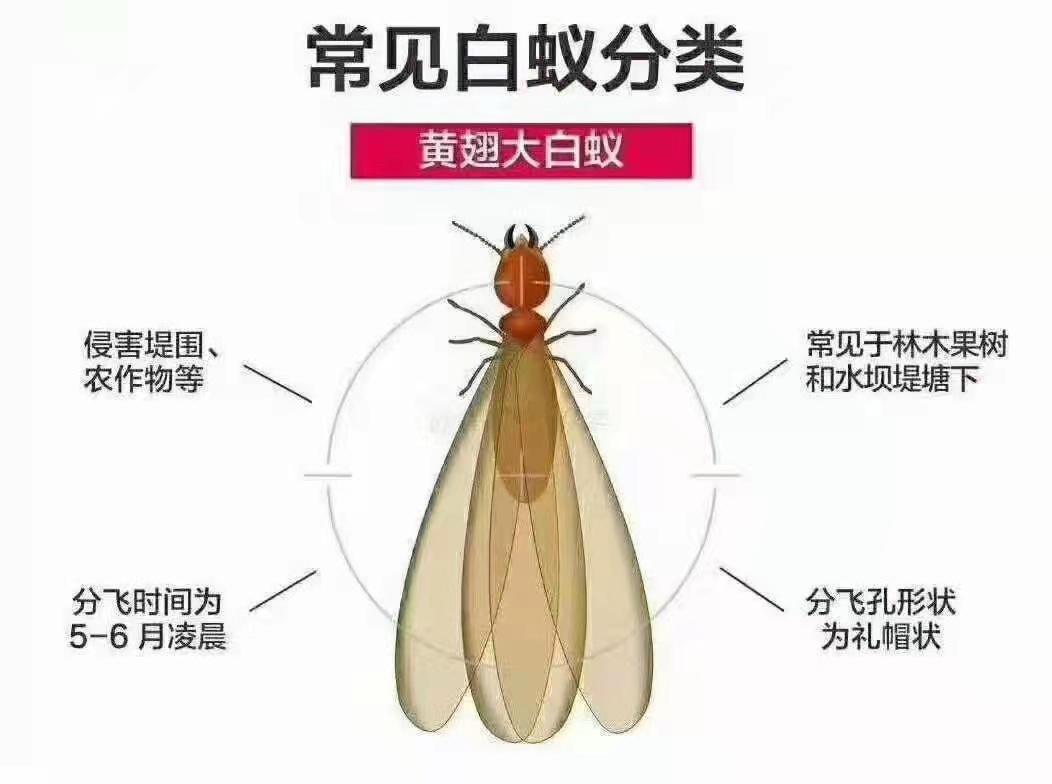 白蚁防治现场