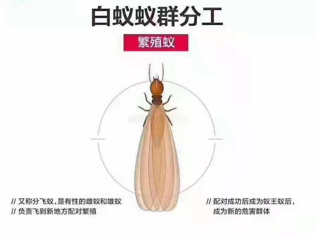 建安白蚁害虫防治