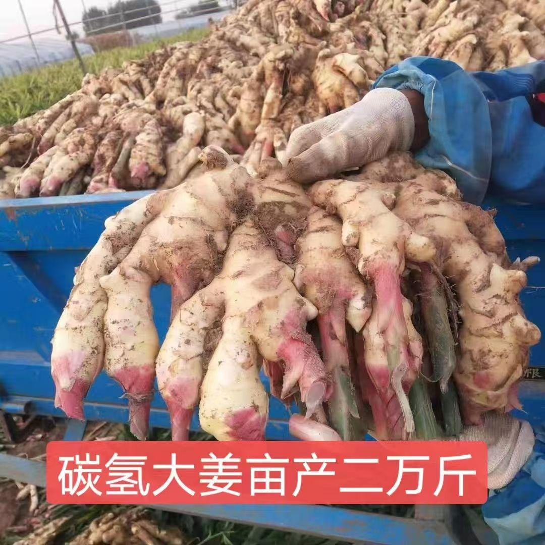 碳氢核肥产品展示2