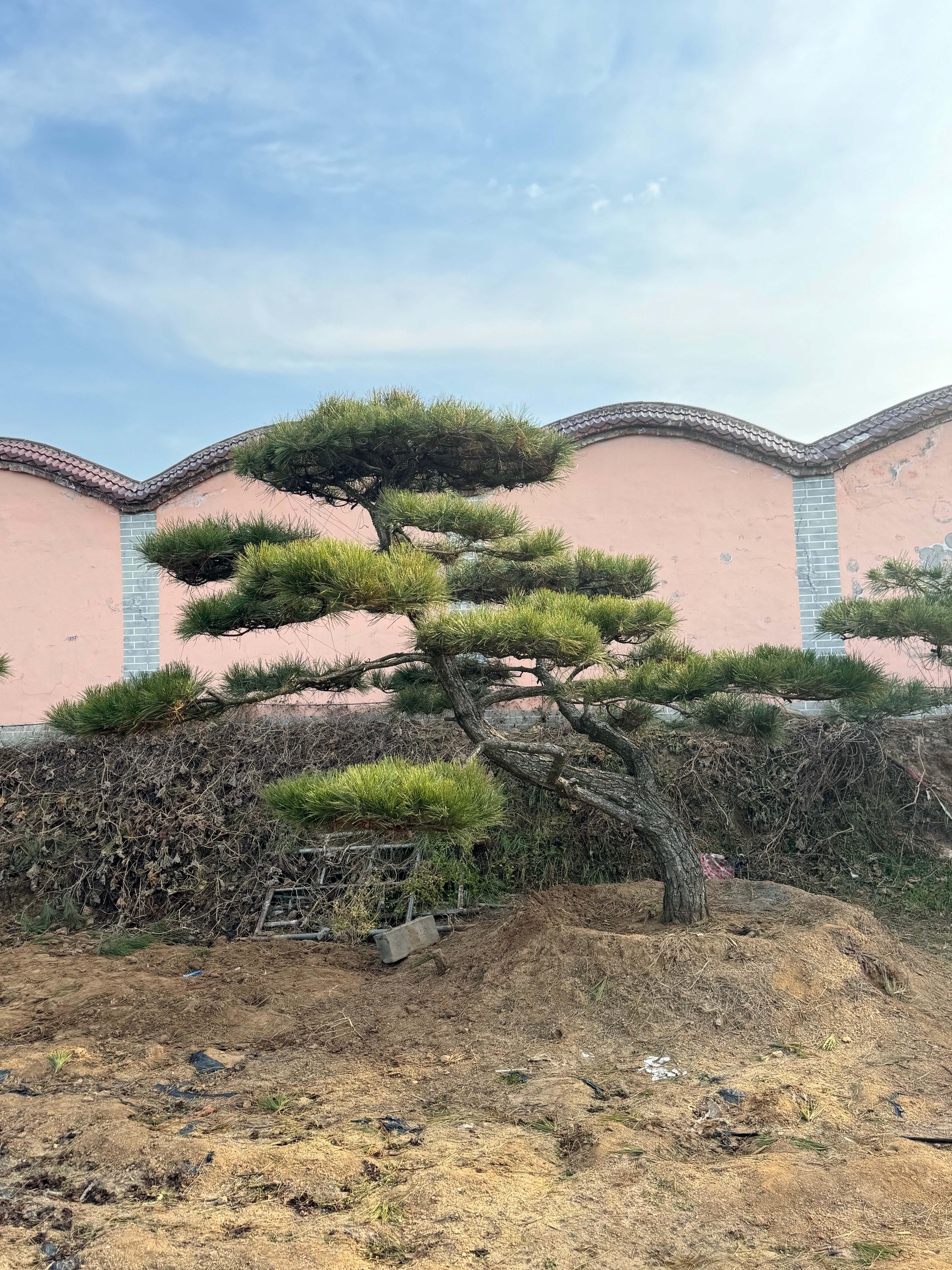 山东军辉园林造型松基地实景