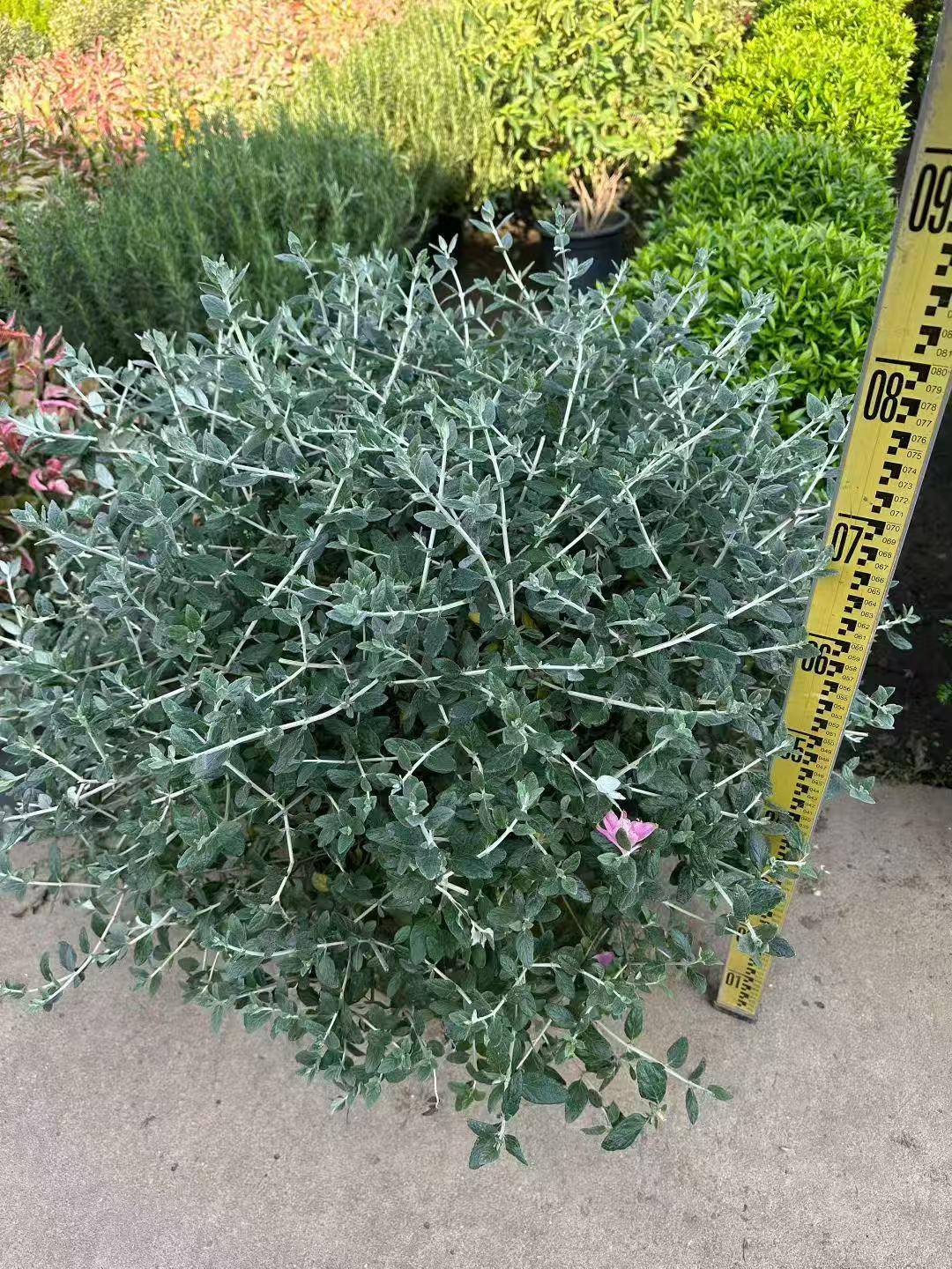 炮仗花