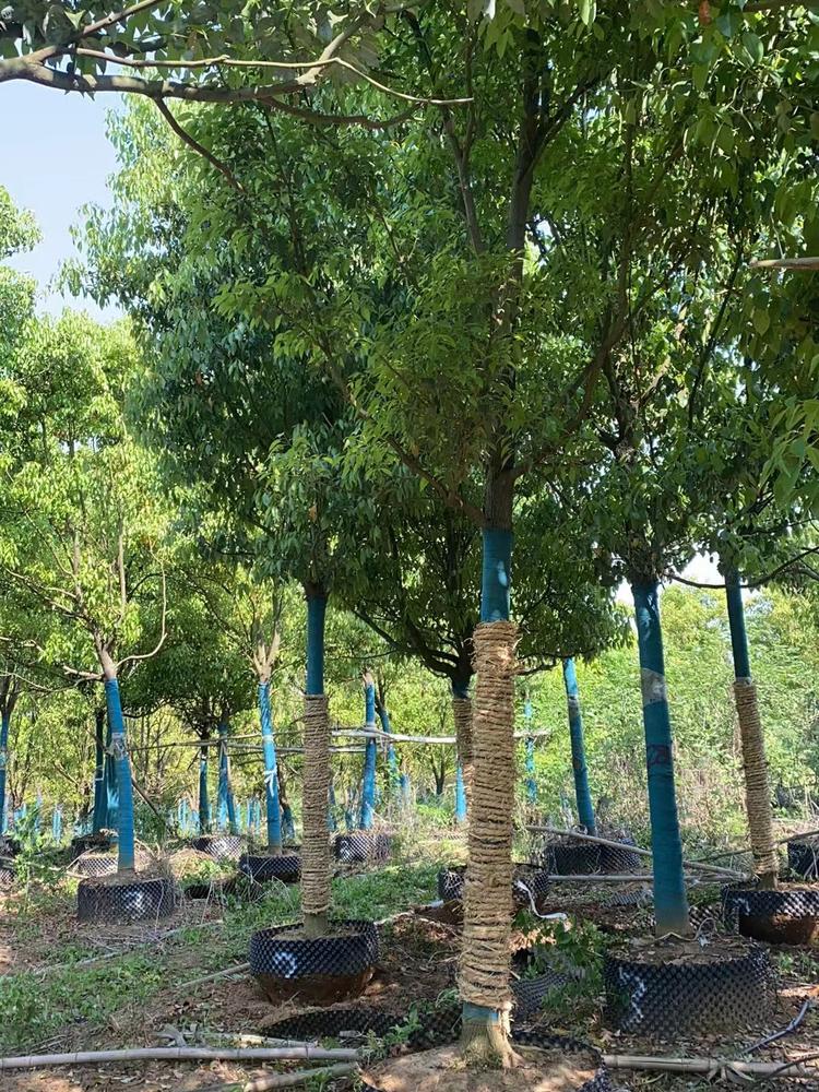 香樟苗木展示