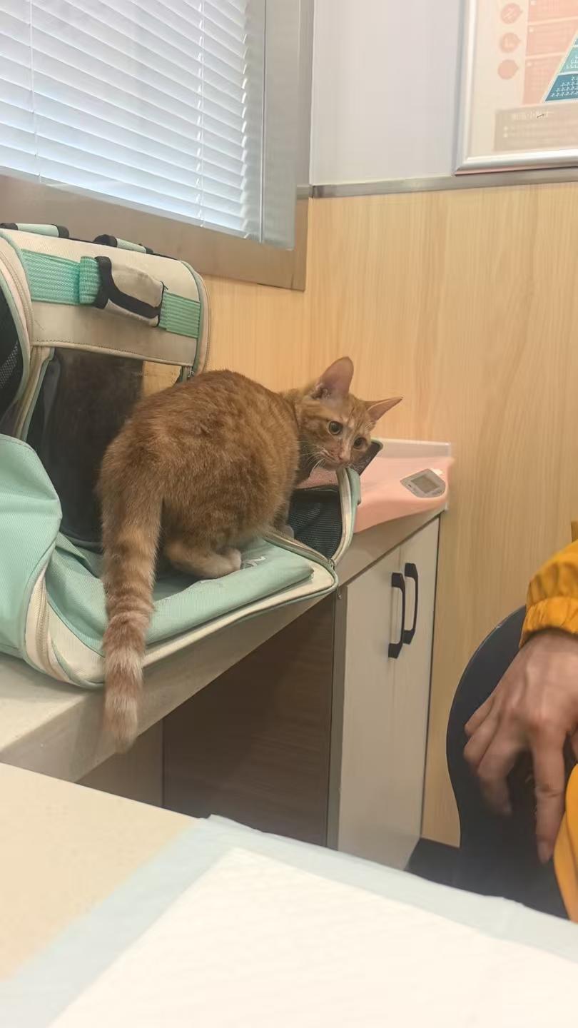 西安安仁宠物医院环境