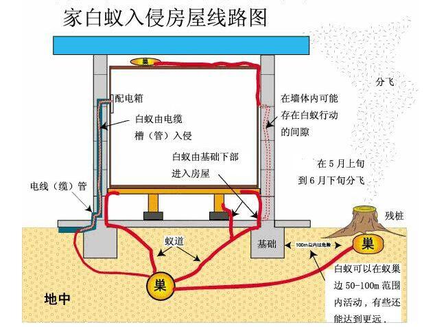 白蚁防治服务1
