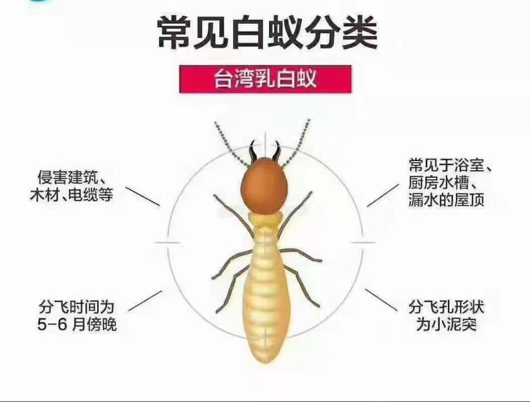 白蚁防治服务3