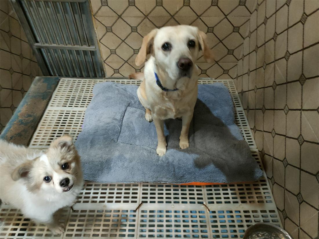 汪托邦训犬场景