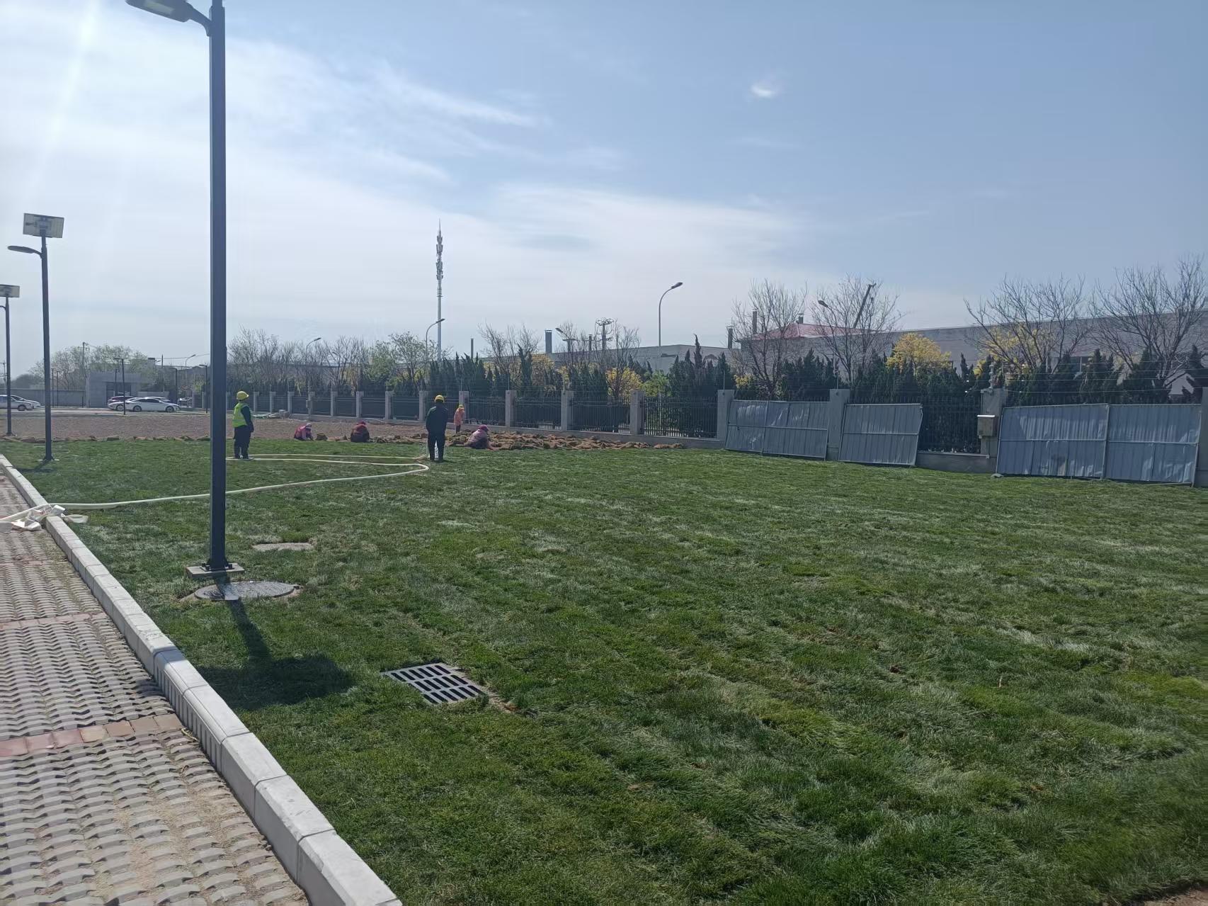 绿之春草坪种植基地实拍