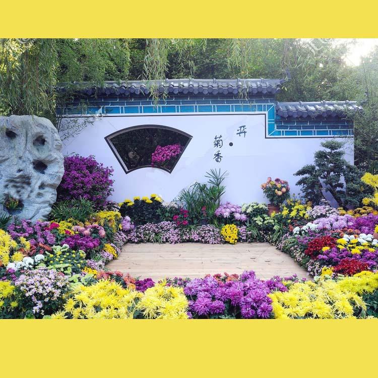 开封前方园艺菊花基地