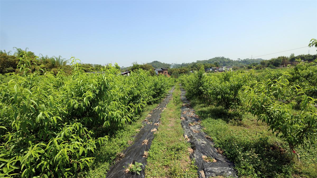 重庆果**园艺果树苗培育基地展示2