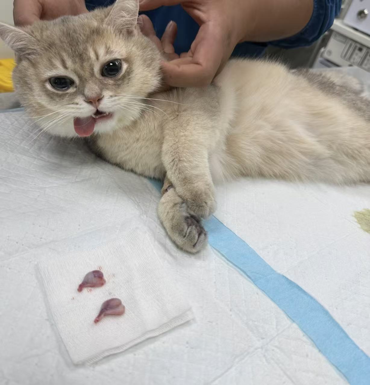 德合宠物医院中心