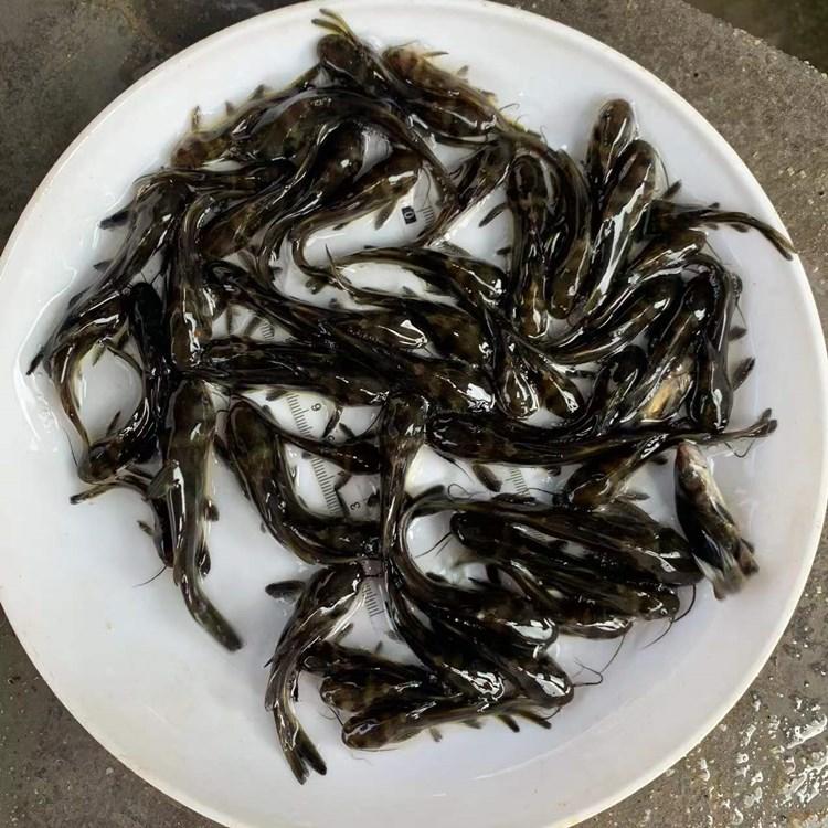 鱼苗打包现场