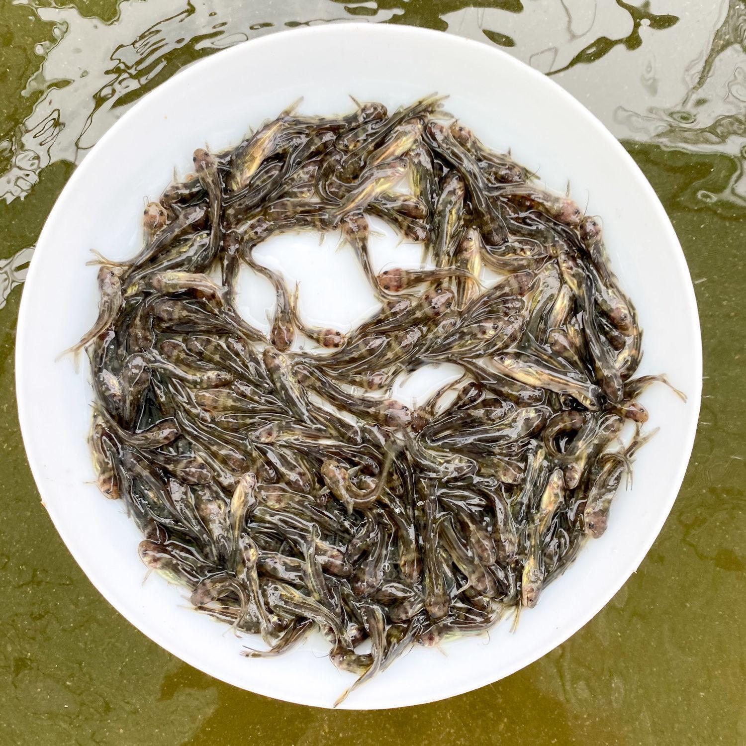 鱼苗生产基地