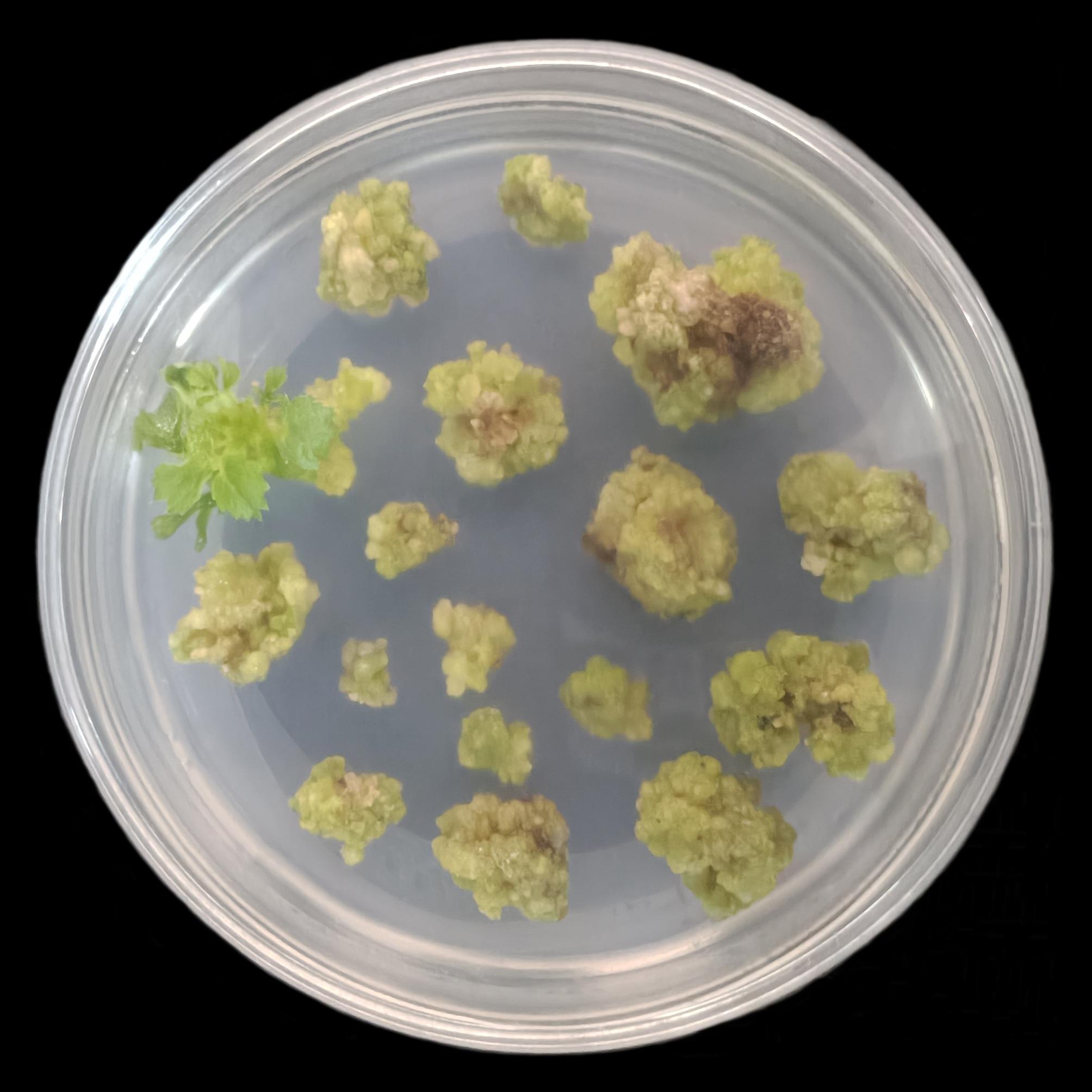 陕西博瑞德生物科技实验室