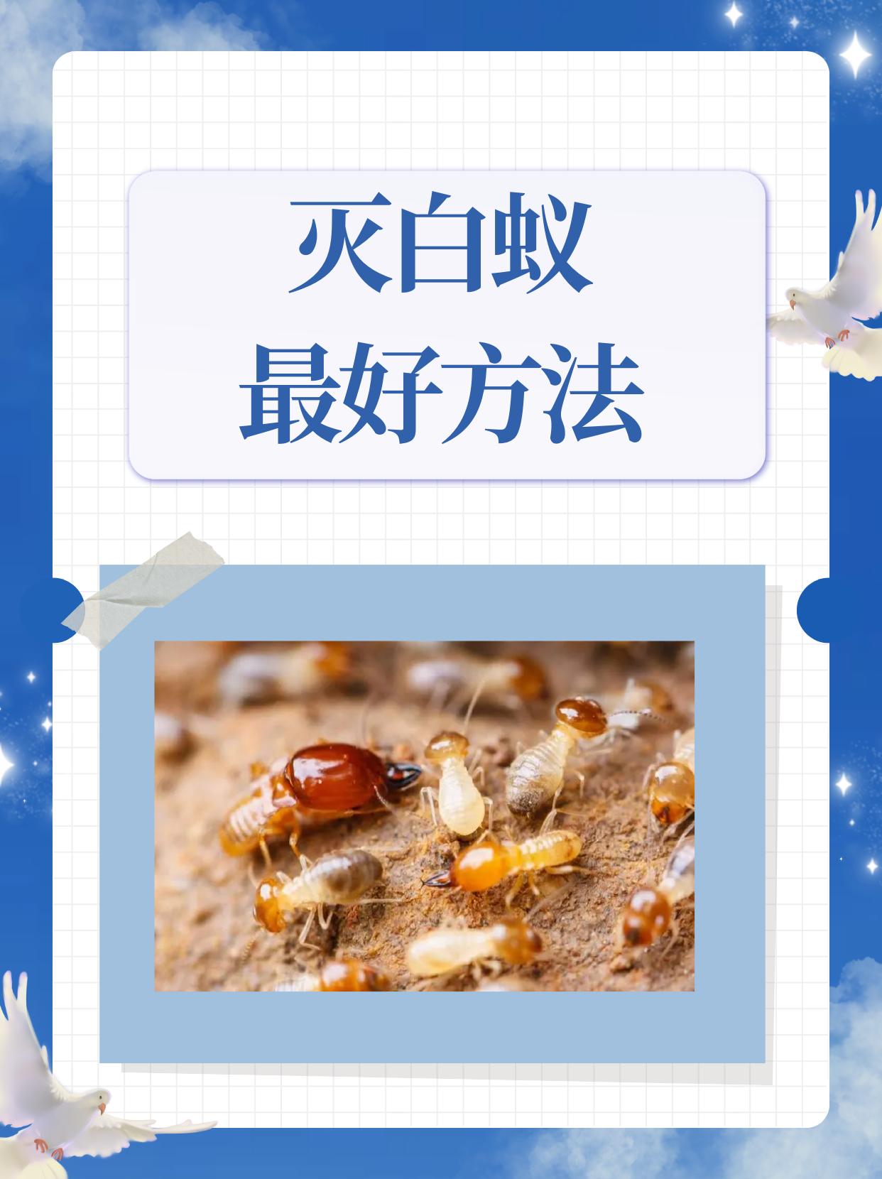 福建猫头鹰环保服务有限公司白蚁防治设备展示