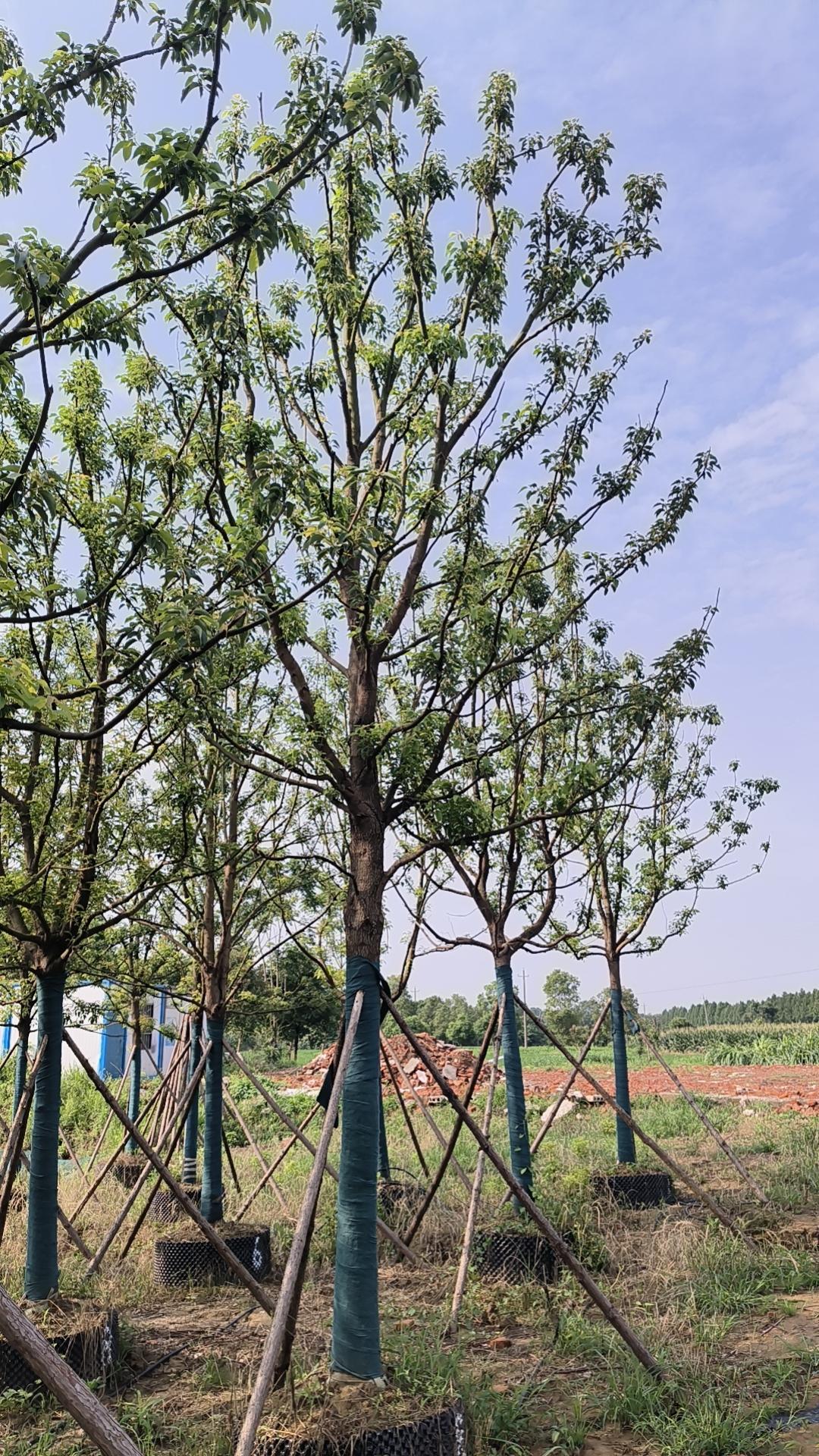 香樟基地实拍1
