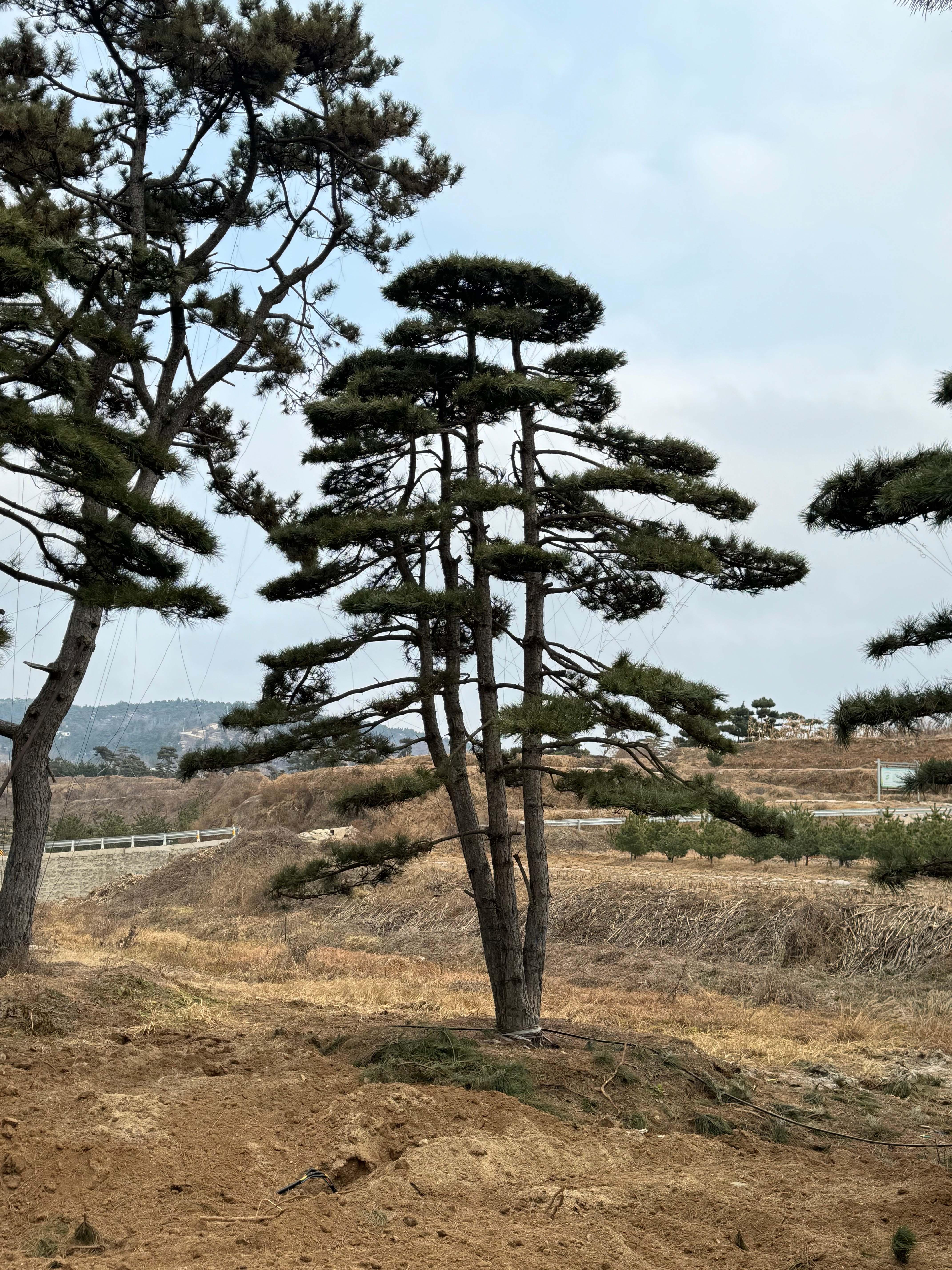 黑松造型实例